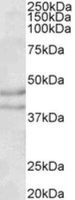 Western Blot: NPY2R Antibody [NB100-57847]