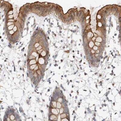 Immunohistochemistry-Paraffin: NPY4R Antibody [NBP1-82534]