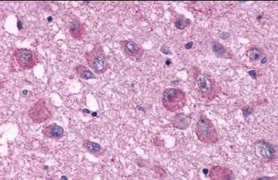 Immunohistochemistry-Paraffin: NPY4R Antibody - BSA Free [NLS1069]