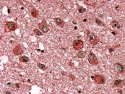 Immunohistochemistry-Paraffin: NPY4R Antibody - BSA Free [NLS1069]