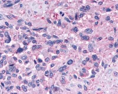 Immunohistochemistry-Paraffin: NPY4R Antibody - BSA Free [NLS1069]