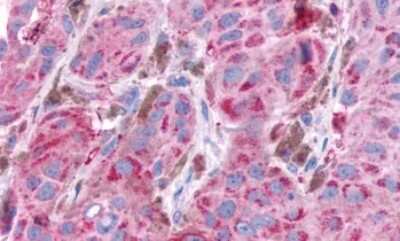 Immunohistochemistry-Paraffin: NPY4R Antibody - BSA Free [NLS1069]