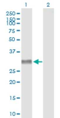 Western Blot: NPY4R Antibody [H00005540-B01P]