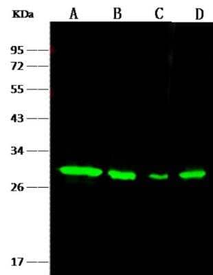 Western Blot: NQO-1 Antibody (002) [NBP2-90044]