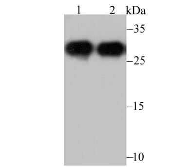 Western Blot: NQO-1 Antibody (13A1) [NBP2-80395]