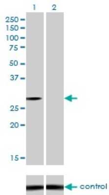 Western Blot: NQO-1 Antibody (1E3-A6) [H00001728-M01]
