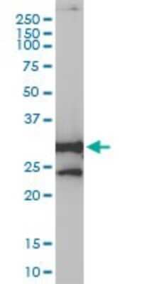 Western Blot: NQO-1 Antibody (1E3-A6) [H00001728-M01]