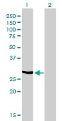 Western Blot: NQO-1 Antibody (1E3-A6) [H00001728-M01]