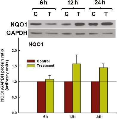 Western Blot: NQO-1 Antibody (A180)Azide and BSA Free [NBP2-80885]