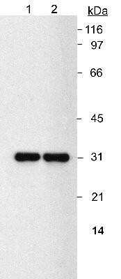 Western Blot: NQO-1 Antibody (A180)Azide and BSA Free [NBP2-80885]