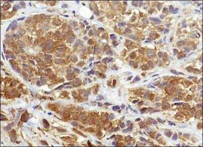 Immunohistochemistry-Paraffin: NQO-1 Antibody (A180) [NB200-209]