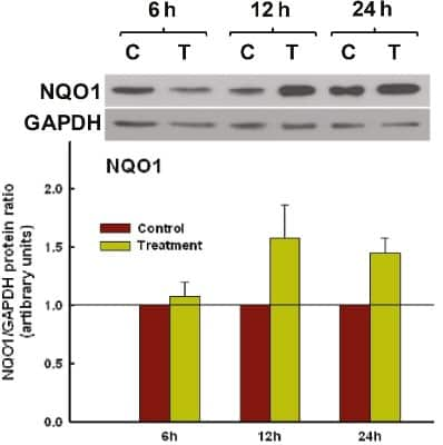 Western Blot: NQO-1 Antibody (A180) [NB200-209]