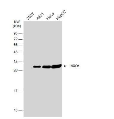 Western Blot: NQO-1 Antibody [NBP1-31355]
