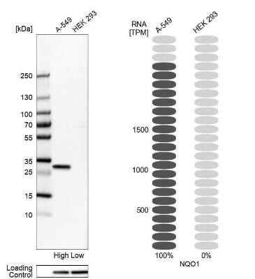 Western Blot: NQO-1 Antibody [NBP1-85223]