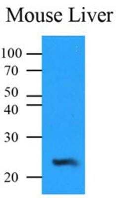 Western Blot: NQO-2 Antibody (1E3)BSA Free [NBP1-74033]