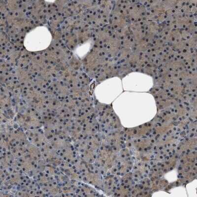 Immunohistochemistry-Paraffin: NQO-2 Antibody [NBP1-85222]