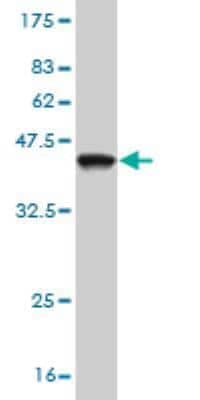 Western Blot: NR4A3/NOR1 Antibody (1E11) [H00008013-M06]