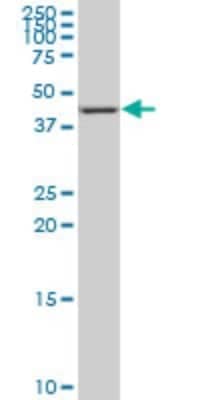 Western Blot: NR4A3/NOR1 Antibody (1E9) [H00008013-M02]