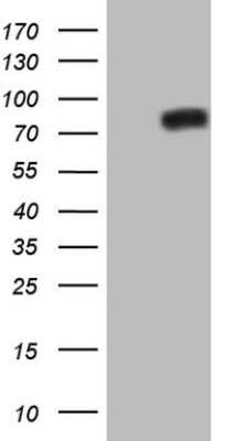 Western Blot: NR4A3/NOR1 Antibody (OTI5C2) [NBP2-46246]