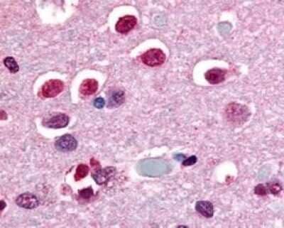 Immunohistochemistry-Paraffin: NR4A3/NOR1 Antibody - BSA Free [NLS2341]