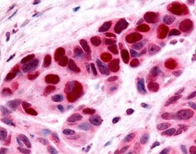 Immunohistochemistry-Paraffin: NR4A3/NOR1 Antibody - BSA Free [NLS2341]