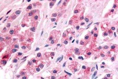 Immunohistochemistry-Paraffin: NR4A3/NOR1 Antibody - BSA Free [NLS2341]