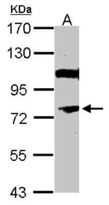 Western Blot: NR4A3/NOR1 Antibody [NBP1-31897]