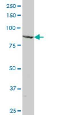 Western Blot: NRAGE/MAGED1 Antibody (1E1) [H00009500-M06]