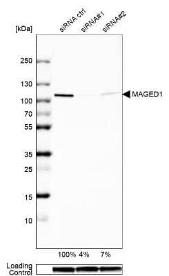 Western Blot: NRAGE/MAGED1 Antibody [NBP2-55005]