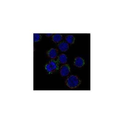 Immunocytochemistry/ Immunofluorescence: NRAMP1/SLC11A1 Antibody [NBP3-17904]