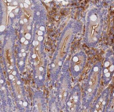 Immunohistochemistry-Paraffin: NRAMP1/SLC11A1 Antibody [NBP1-87809]
