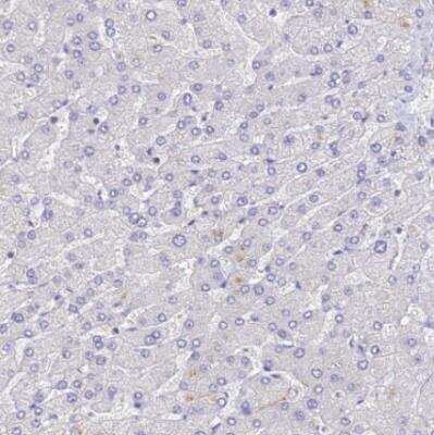 Immunohistochemistry-Paraffin: NRAMP1/SLC11A1 Antibody [NBP1-87809]