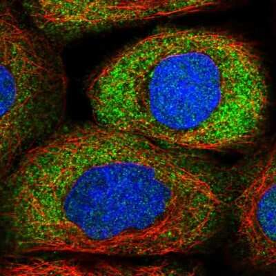 Immunocytochemistry/ Immunofluorescence: NRARP Antibody [NBP1-82665]