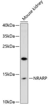 Western Blot: NRARP AntibodyAzide and BSA Free [NBP2-93489]