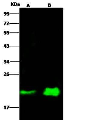 Western Blot: NRAS Antibody (06) [NBP3-05798]