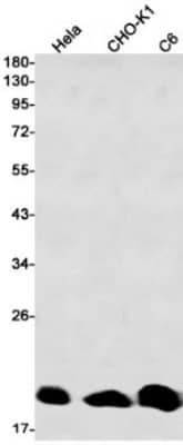 Western Blot: NRAS Antibody (S01-7D0) [NBP3-19999]