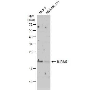 Western Blot: NRAS Antibody [NBP2-19581]