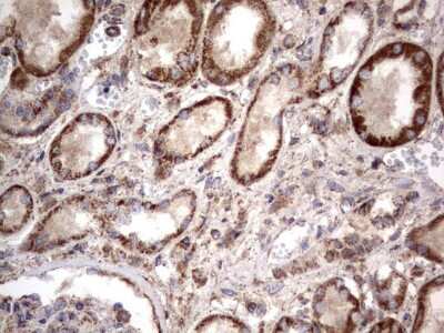 Immunohistochemistry: NRBF2 Antibody (OTI1A2) [NBP2-46258]