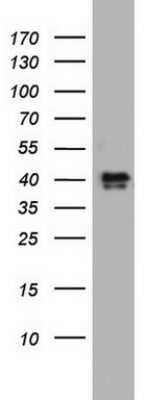 Western Blot: NRBF2 Antibody (OTI1A2)Azide and BSA Free [NBP2-73054]