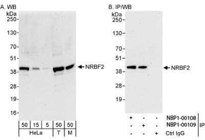 Western Blot: NRBF2 Antibody [NBP1-00109]