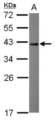 Western Blot: NRBF2 Antibody [NBP2-19582]