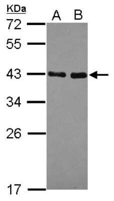 Western Blot: NRBF2 Antibody [NBP2-19583]
