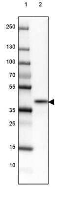 Western Blot: NRBF2 Antibody [NBP2-32469]