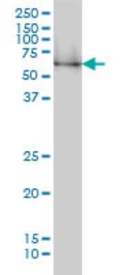 Western Blot: NRBP1 Antibody (2B4) [H00029959-M02]