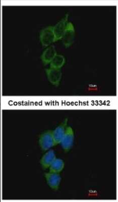 Immunocytochemistry/ Immunofluorescence: NRBP1 Antibody [NBP2-19584]