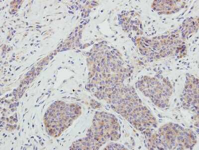 Immunohistochemistry-Paraffin: NRBP1 Antibody [NBP2-19584]