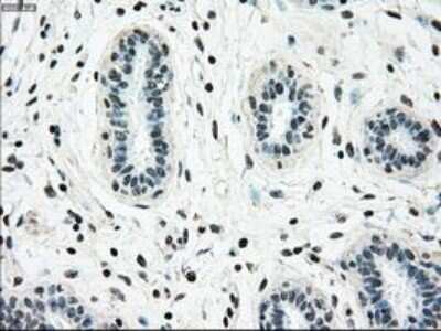Immunohistochemistry-Paraffin: NRBP1 Antibody (OTI5C3) [NBP1-47883]