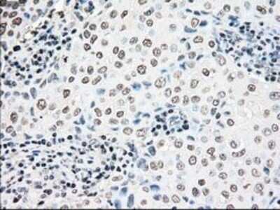 Immunohistochemistry-Paraffin: NRBP1 Antibody (OTI5C3) [NBP1-47883]