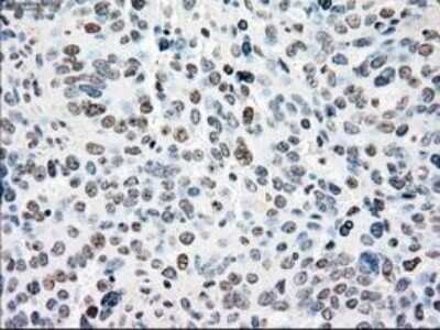 Immunohistochemistry-Paraffin: NRBP1 Antibody (OTI5C3) [NBP1-47883]