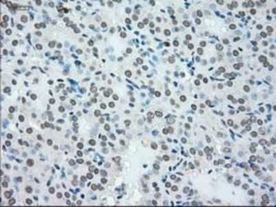 Immunohistochemistry-Paraffin: NRBP1 Antibody (OTI5C3) [NBP1-47883]